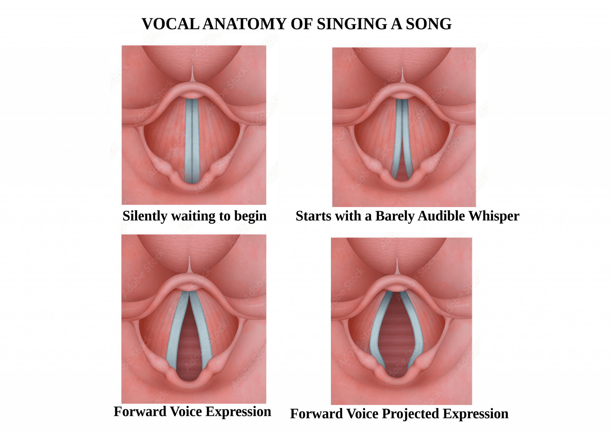 Vocal Health & Care